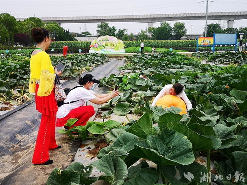 2022武漢種業博覽會啟幕 五位院士助陣,展示品種3000個