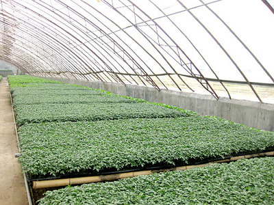 濟南泰禾種業(yè)