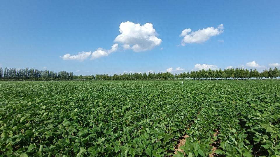 我國農(nóng)業(yè)植物新品種權(quán)授權(quán)量突破3萬件_保護_種業(yè)_侵權(quán)