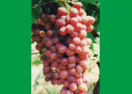 海淀種業(yè)新星 北方豐達(dá)與克倫生葡萄的產(chǎn)業(yè)協(xié)奏曲