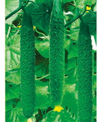 山東濰坊惠農(nóng)種業(yè) 科技興農(nóng)，良種先行——產(chǎn)品展示與種業(yè)發(fā)展新篇章